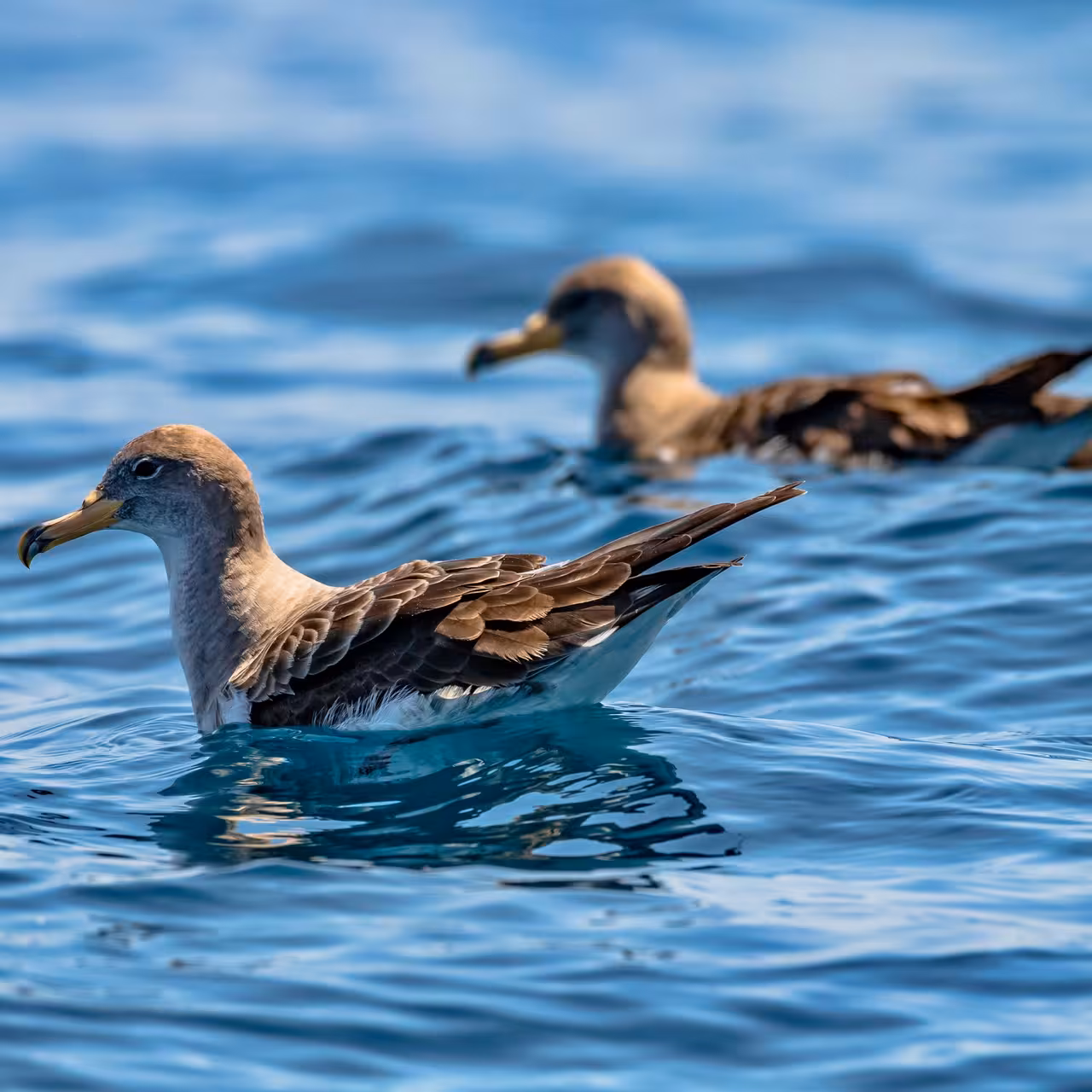 Two seabirds gracefully glide across the shimmering ocean, perfect for seabird watching tours.