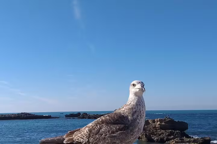 Seagull on Morocco Atlantic coast near Tangier, scenic stop on 12-day Morocco tour from Tanger
