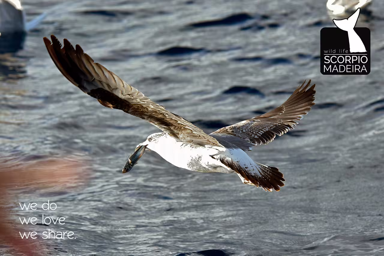 Seagull gracefully soars over Madeira waters with a fish in its beak, showcasing vibrant wildlife adventure.