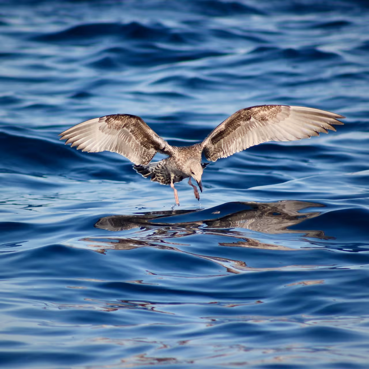 Seagull gracefully hovers above ocean waves during scenic dolphin watching tour.