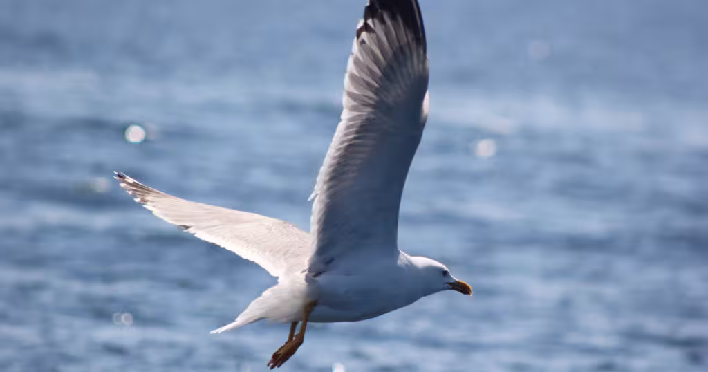 Seagull soaring gracefully over the ocean, perfect for a serene seabird watching tour experience.