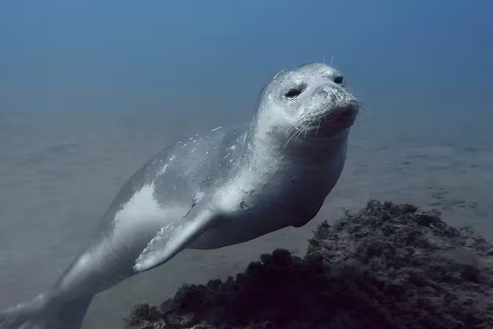 Seal swimming gracefully underwater during a Try Scuba Diving Experience in Funchal, Madeira, showcasing marine life adventure.