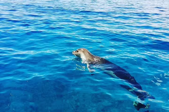 Seal swimming in the clear blue waters off Funchal during a whale and dolphin watching tour in Madeira.