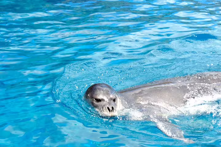 A playful seal swims in clear blue waters, a common sight during the Whale and Dolphin Watching Tour in Funchal.