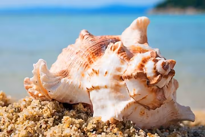 Seashell on Ras Mohamed beach in Sharm El-Sheikh, Red Sea coast stop on half-day tour to Allah’s Gate