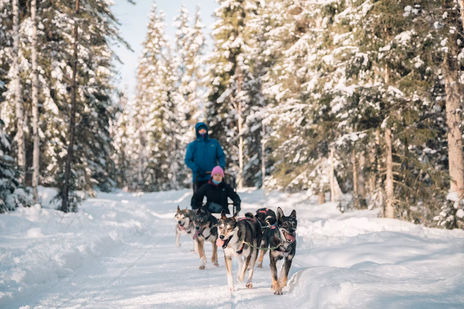 Experience an exhilarating self-drive husky sled ride through a snowy forest on an unforgettable adventure tour.