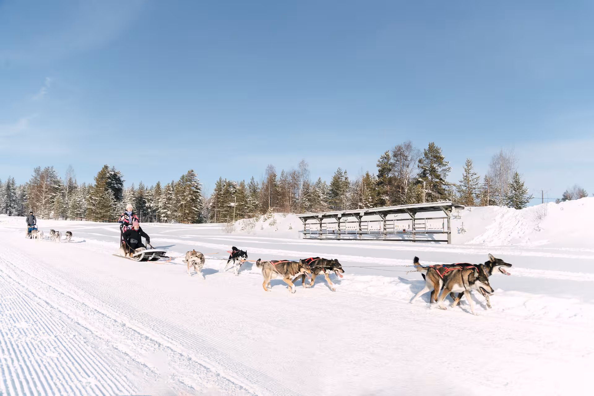 Experience thrilling self-drive husky sledding on a snowy trail with scenic forest views in this adventure tour.