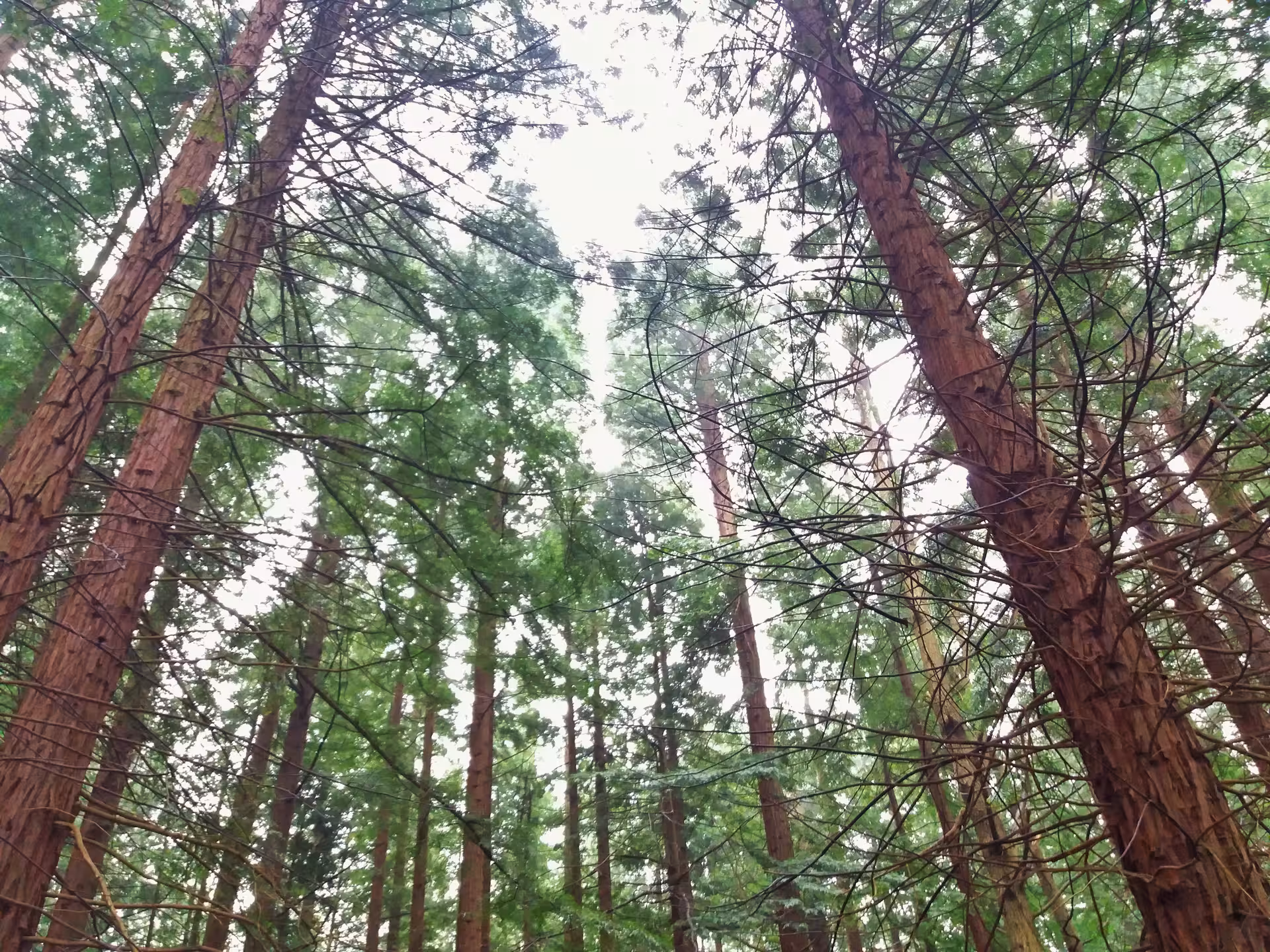 Majestic sequoias reaching skyward in a serene forest, perfect for nature enthusiasts exploring the great outdoors.