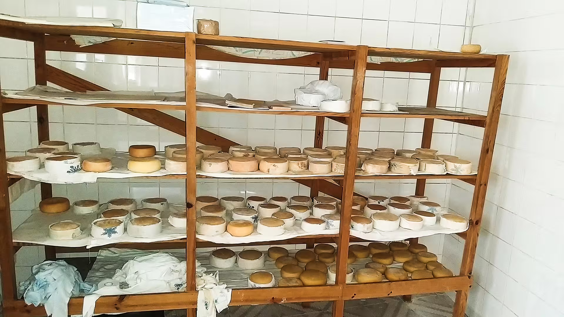 Rows of traditional Serra da Estrela cheese maturing on wooden shelves in a dairy during a private tour in Serra da Estrela Park.