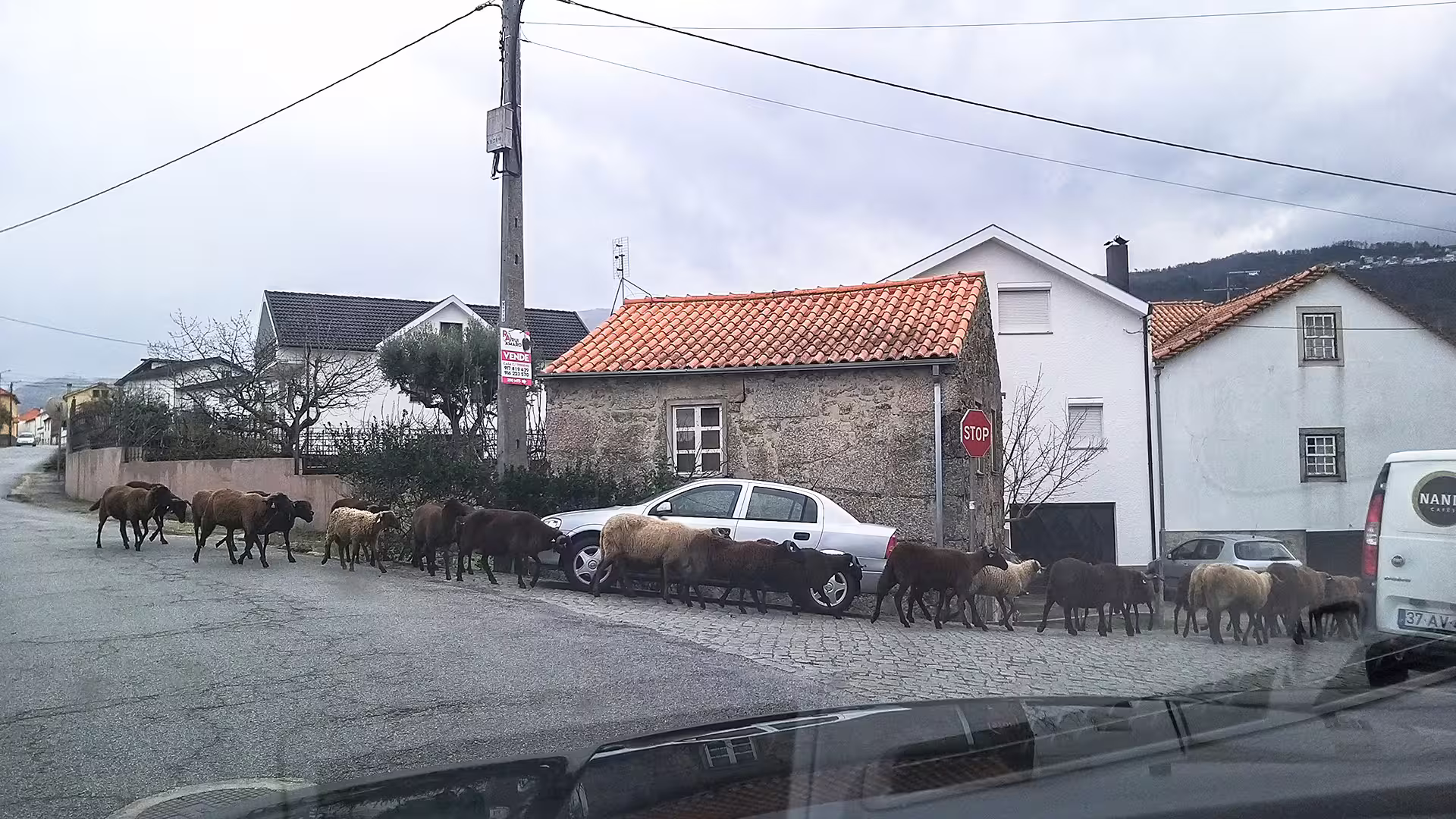 A herd of sheep crossing a quaint village road in Serra da Estrela, showcasing the traditional cheese-making region.