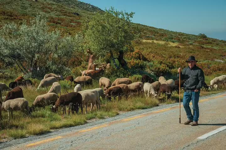 Shepherd guiding a flock of sheep along a scenic road in the lush green hills of Serra da Estrela.