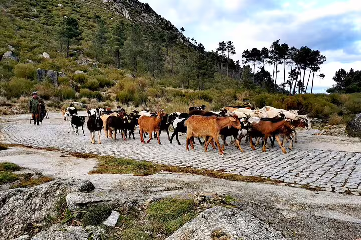 Herd of goats with a shepherd on a cobblestone path in Serra da Estrela, highlighting traditional cheese-making culture.
