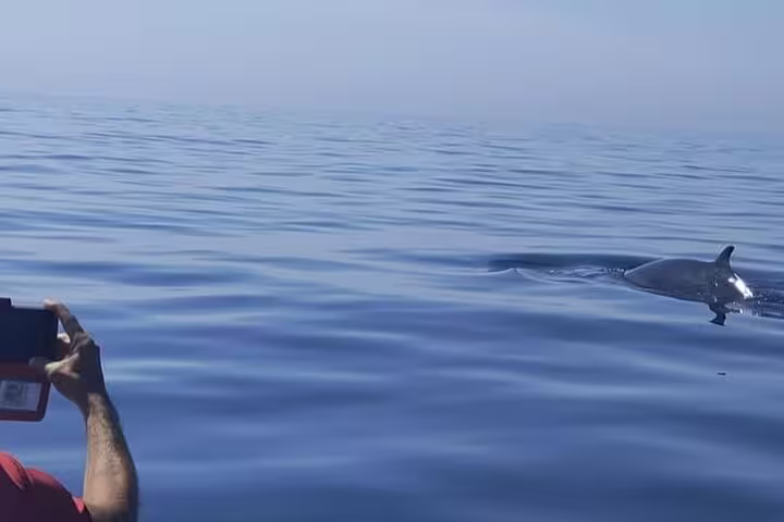 Person photographing a dolphin surfacing near a boat on a calm sea during a Sesimbra dolphin watching tour.