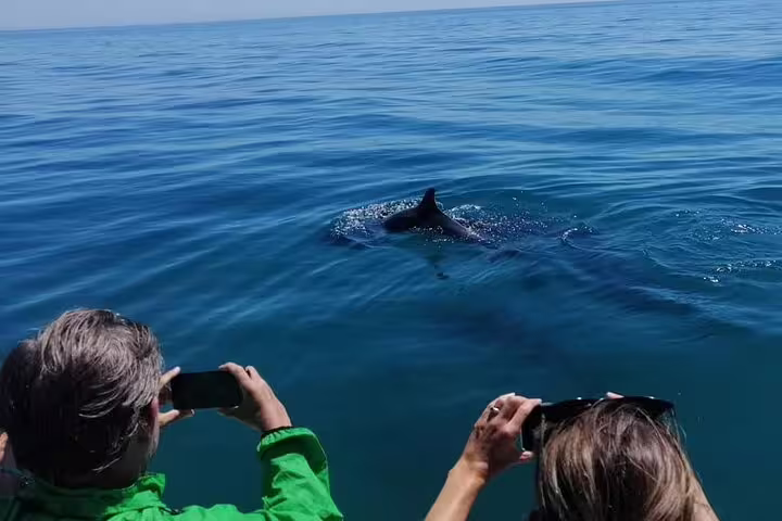 Tourists capture photos of a dolphin swimming near a boat during a scenic dolphin watching tour in Sesimbra's clear waters.