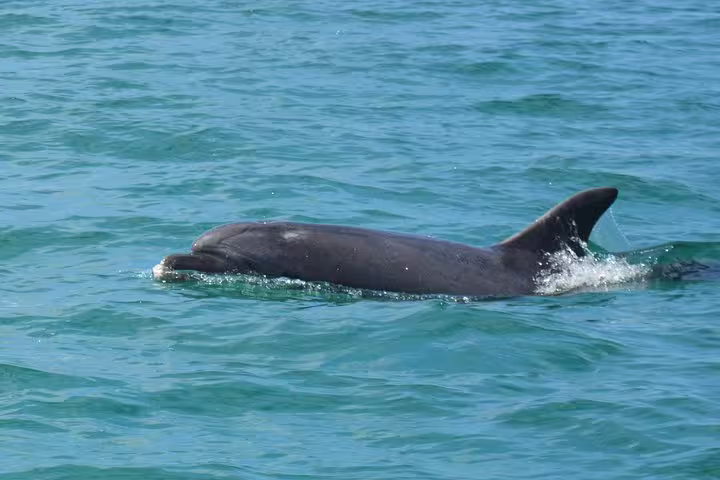 Dolphin swimming in clear blue waters during a boat tour in Sesimbra, perfect for wildlife enthusiasts and marine adventures.