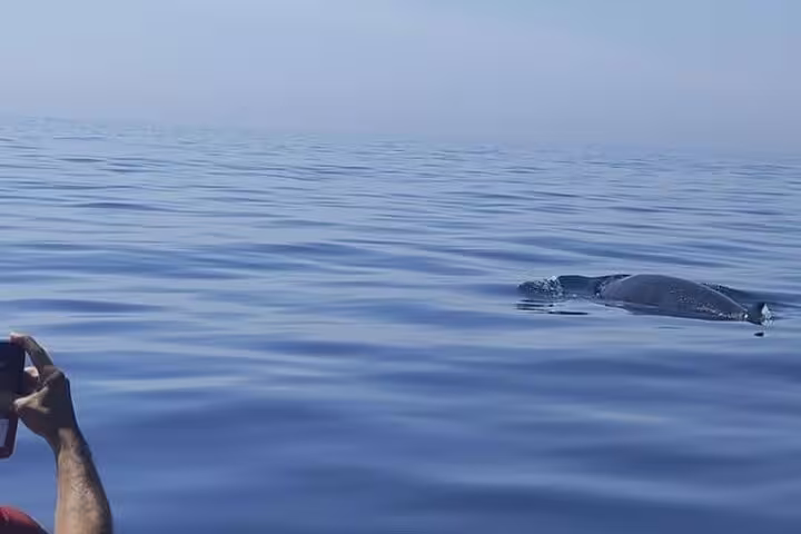 Person capturing a dolphin surfacing in the calm blue waters during a Sesimbra boat tour, perfect for wildlife enthusiasts.
