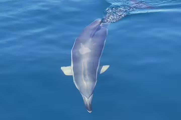 A dolphin gracefully swims near the surface of clear blue waters during a boat tour in Sesimbra, perfect for marine wildlife enthusiasts.