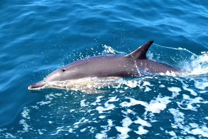 Dolphin swimming in clear blue waters during a scenic boat tour in Sesimbra, perfect for wildlife enthusiasts and ocean lovers.