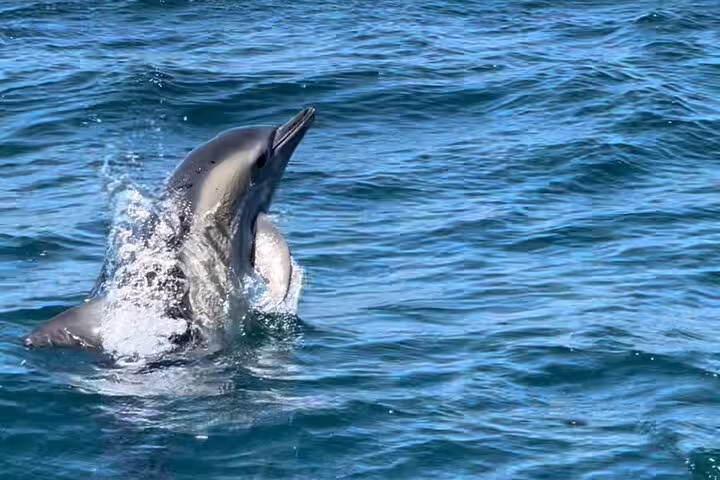 A playful dolphin leaps from the clear blue waters during a dolphin watching and boat tour in Sesimbra, Portugal.