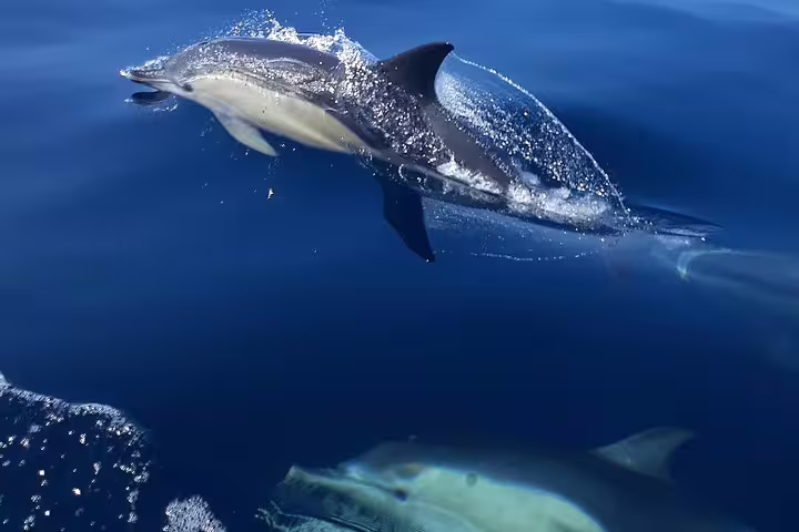 Dolphins gracefully leaping in the clear blue waters during a thrilling Sesimbra boat tour and dolphin watching adventure.