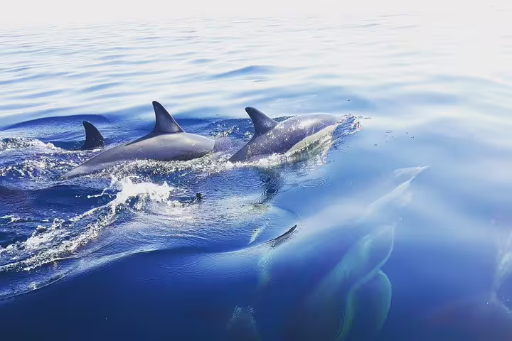 Dolphins gracefully swimming in the clear blue waters of Sesimbra during a guided boat tour, perfect for wildlife enthusiasts.