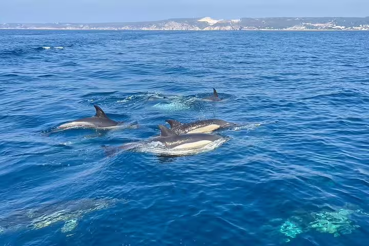 Playful dolphins swimming in clear blue waters off the coast of Sesimbra, Portugal, during a scenic boat tour.