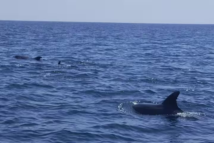 Dolphins swimming in the clear blue waters of Sesimbra, perfect for an unforgettable boat tour and wildlife adventure.