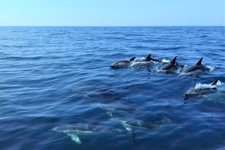 A group of dolphins swims playfully in the clear blue waters of Sesimbra, perfect for a thrilling boat tour and wildlife experience.
