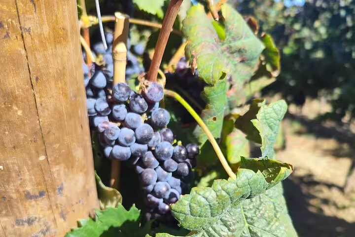 Bunches of dark grapes hanging on the vine, highlighting the rich vineyards of Setúbal's renowned wine region.