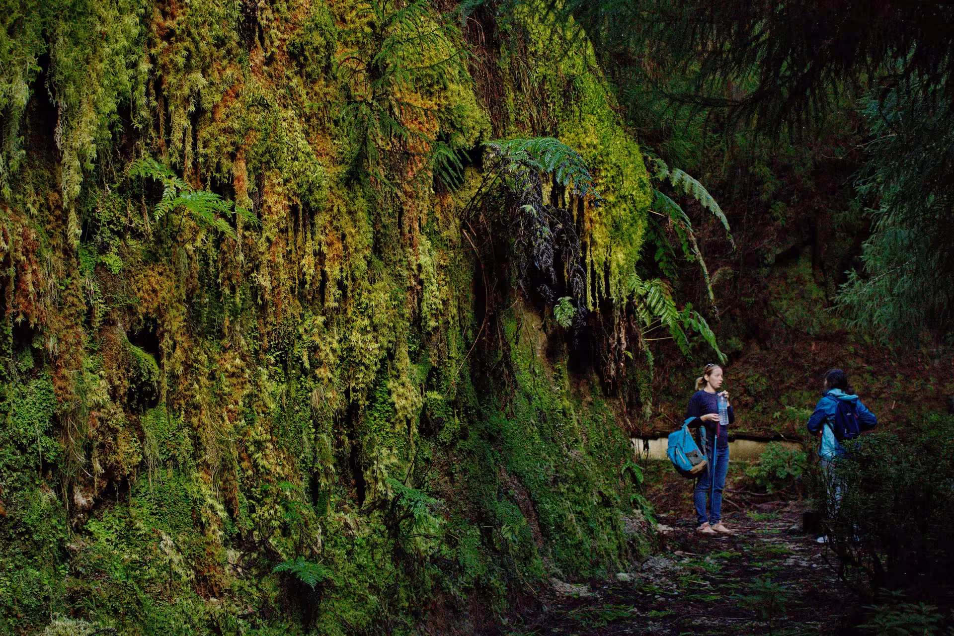 Hikers pause on a lush mossy forest trail on the Seven Cities to Ferraria hike in São Miguel, Azores
