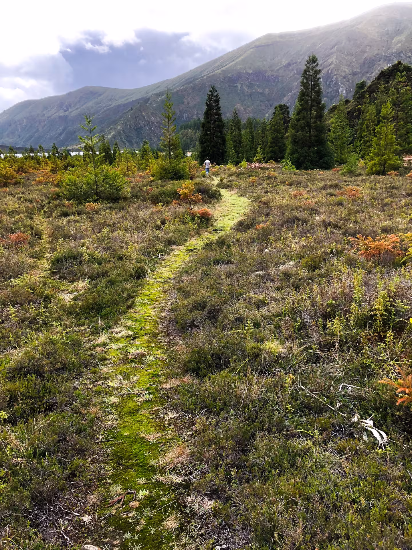 Mossy trail through Sete Cidades highlands on HIKE Seven Cities - Ferraria hike, São Miguel Azores scenery