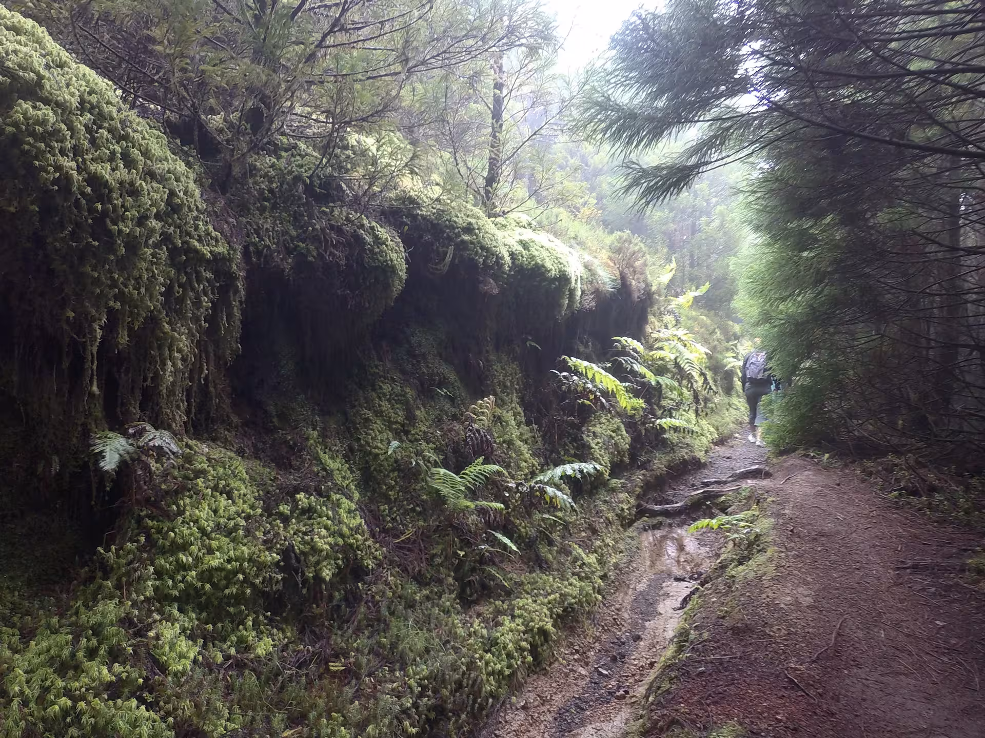 Mossy forest path on the Seven Cities half-day walking tour in Sete Cidades, Azores, with lush ferns and pines