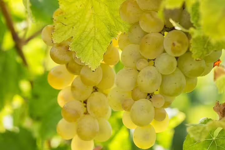 Close-up of ripe white grapes on the vine, showcasing the lush harvest for Setúbal Moscatel wine production.