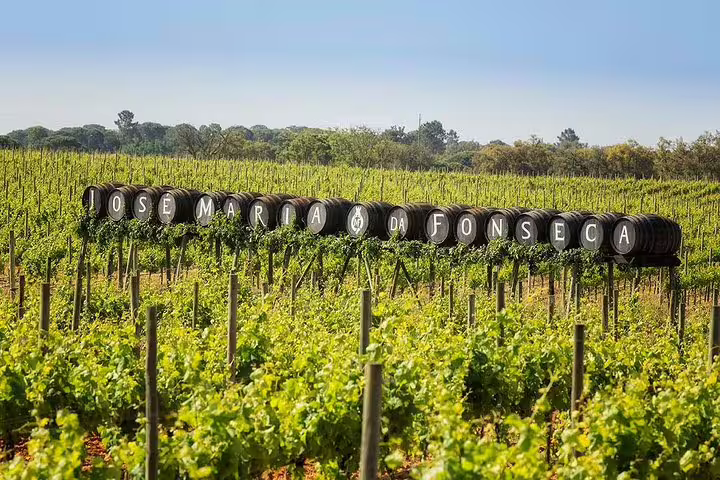 Lush vineyard in Setúbal region with iconic wine barrels of José Maria da Fonseca, perfect for private Lisbon wine tours.