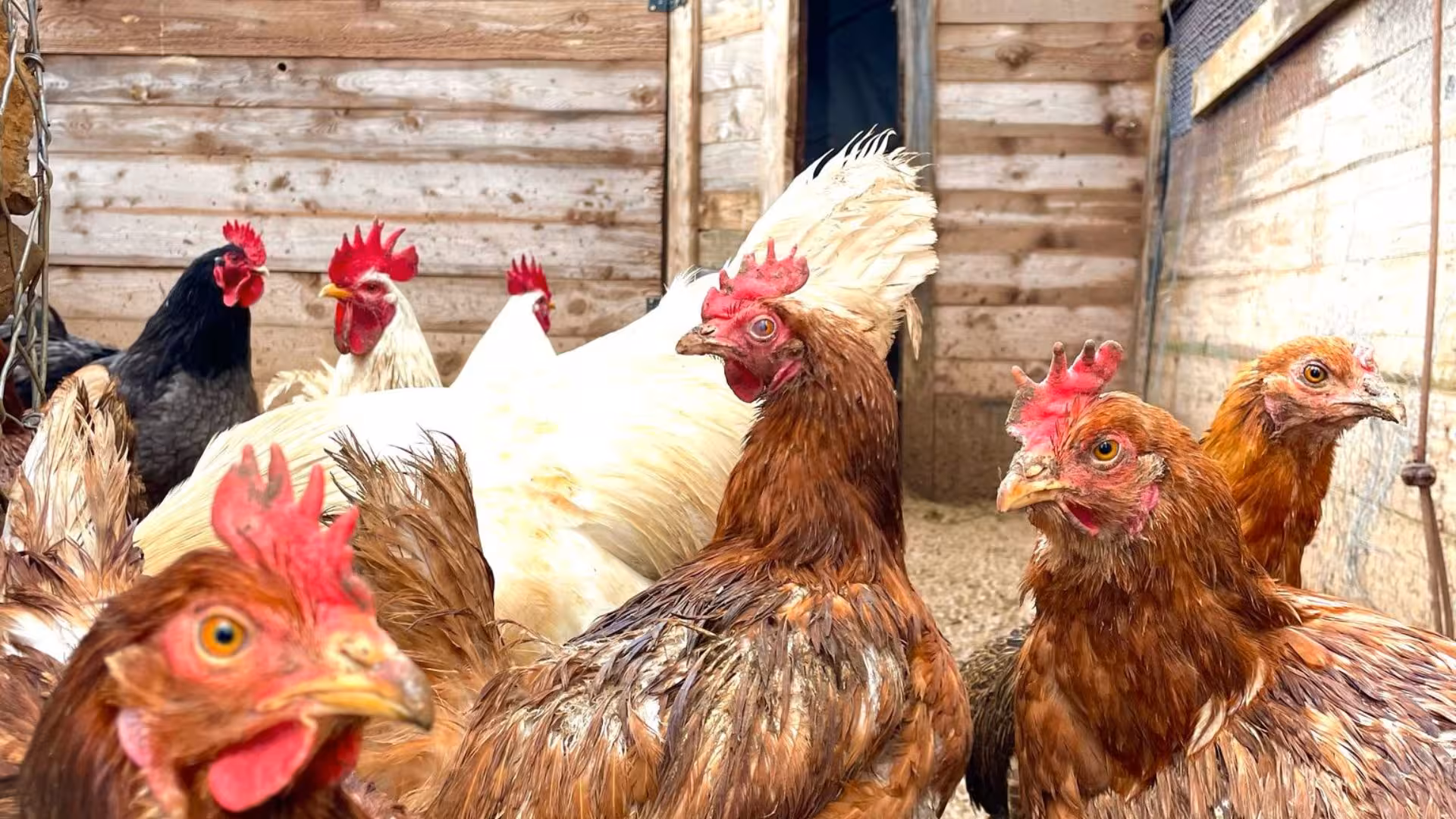 Chickens roam freely in a wooden coop at Seulo farm, offering a glimpse into authentic rural life.