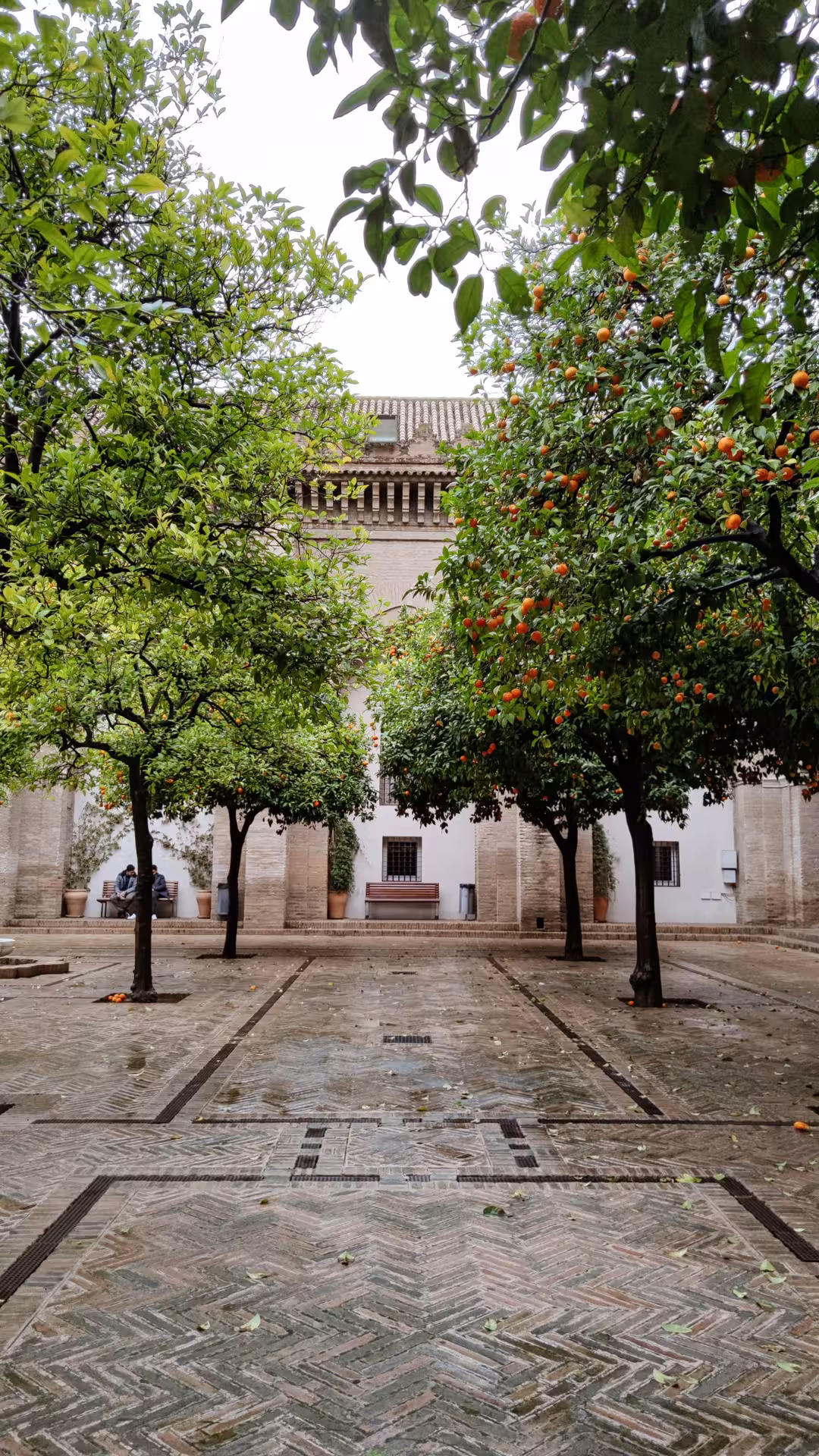 Serene courtyard of Seville Cathedral with lush orange trees and historic arches, offering a peaceful retreat.