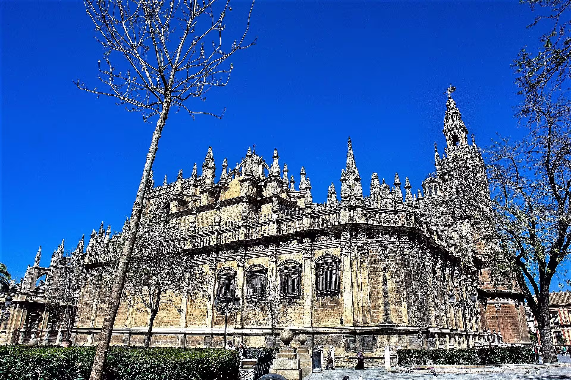 Seville Cathedral exterior and Giralda tower under blue sky, highlight stop on a private walking tour