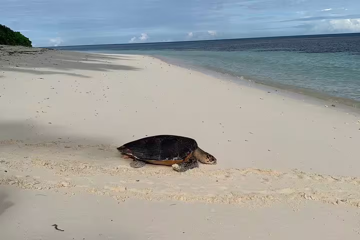 A sea turtle resting on a pristine Seychelles beach, highlighting unique wildlife encounters on island tours.