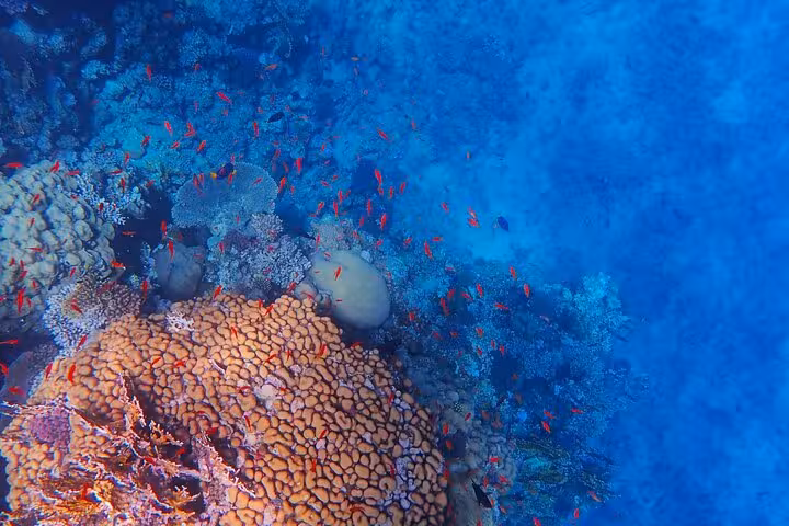 Colorful coral reef with reef fish at Shaab Samadai, Marsa Alam, Red Sea snorkeling and reef trip