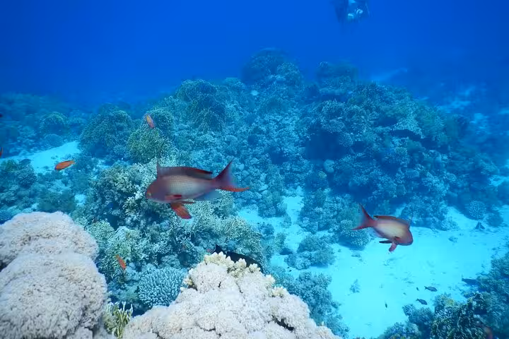 Colorful fish swimming above Shaab Samadai coral reef at Marsa Alam, Red Sea snorkeling adventure