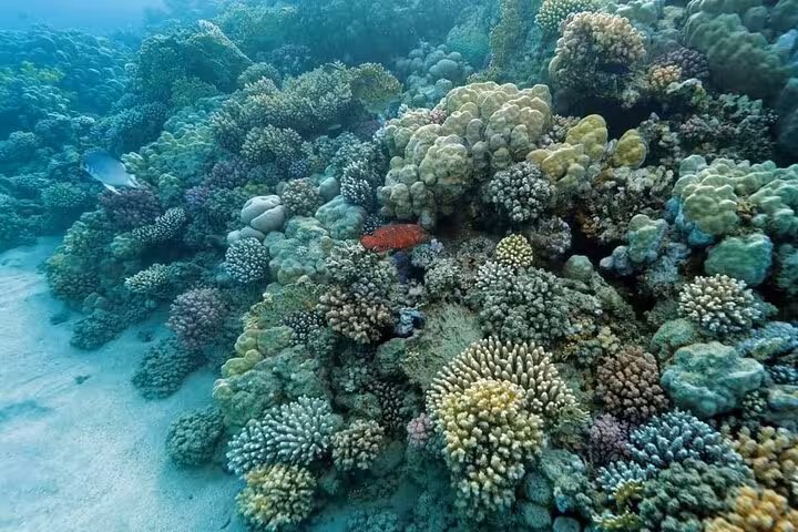Colorful hard coral garden at Shaab Samadai, Marsa Alam Red Sea reef snorkeling with diverse marine life