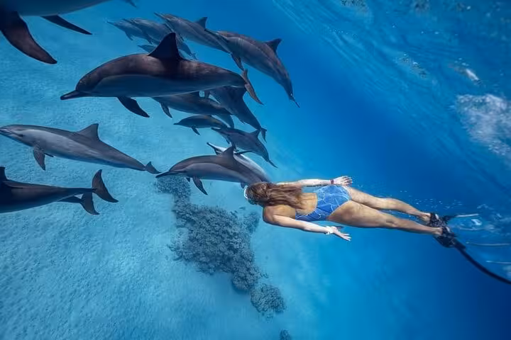 Snorkeler swimming with wild dolphins at Shaab Samadai coral reef, Marsa Alam Red Sea adventure