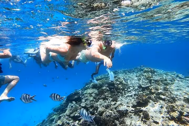 Snorkelers floating above Shaab Samadai reef in Marsa Alam, spotting Red Sea fish on coral snorkeling tour