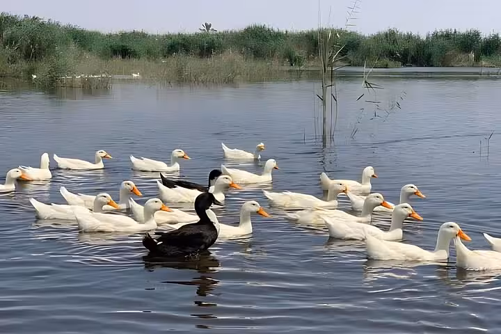 Ducks swimming on a calm farm pond at Shagie Farms, part of the eco-tourism day trip from Cairo