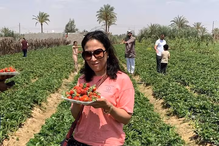Visitor holding a plate of strawberries in Shagie Farms fields, eco-tourism strawberry picking experience from Cairo