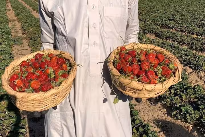 Freshly picked strawberries in woven baskets at Shagie Farms, eco-tour strawberry picking day trip from Cairo