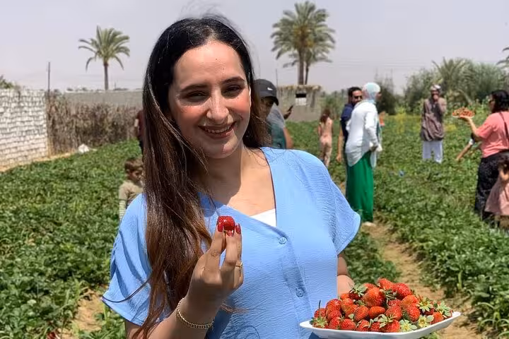 Traveler holds fresh strawberries at Shagie Farms near Cairo during eco-tour strawberry picking day trip