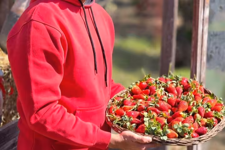 Guest holding a tray of freshly picked strawberries at Shagie Farms eco-tour from Cairo, Egypt