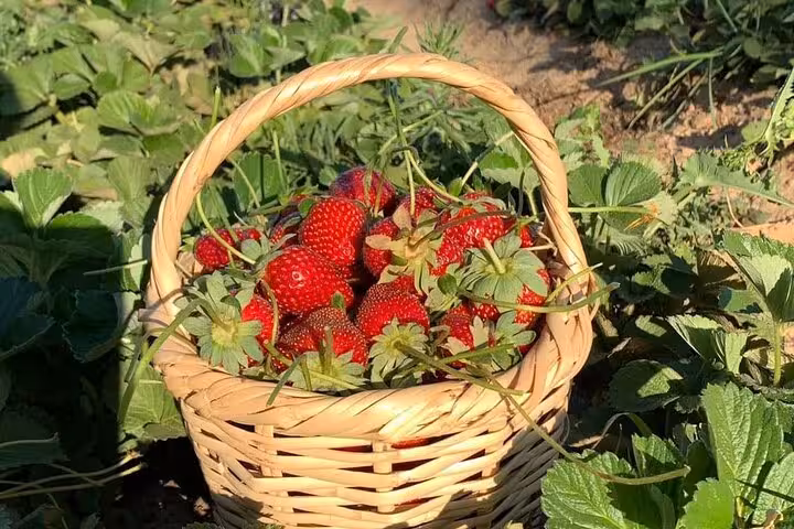Basket of freshly picked strawberries in Shagie Farms fields near Cairo on eco-tour strawberry picking experience