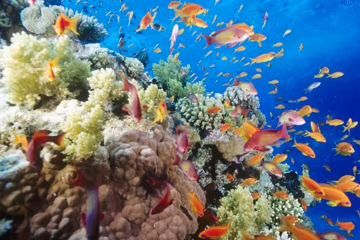 Colorful coral reef and tropical fish at Sharm El Naga National Park, Hurghada snorkeling trip